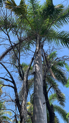 Arecoideae