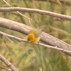 Protonotaria citrea