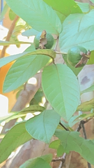 Psidium guajava