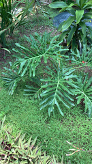 Thaumatophyllum bipinnatifidum