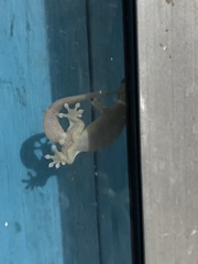 Gehyra mutilata