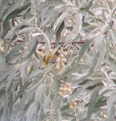 Protonotaria citrea