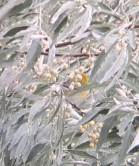 Protonotaria citrea