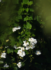 Thunbergia