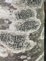 Lecidella elaeochroma