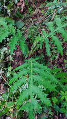 Cirsium subcoriaceum