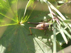 Pholidoptera littoralis