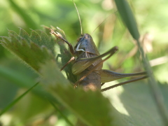 Pholidoptera littoralis