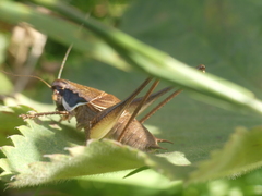 Pholidoptera littoralis