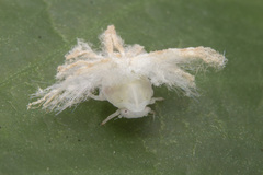 Ricaniidae