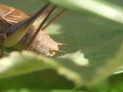 Pholidoptera littoralis