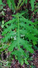 Cirsium subcoriaceum