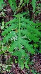 Cirsium subcoriaceum