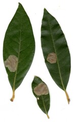 Cameraria tildeni