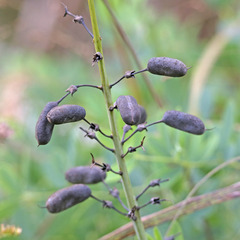 Baptisia alba