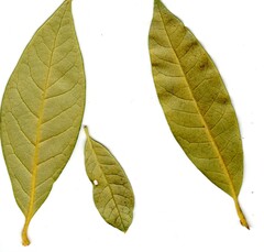 Cameraria tildeni