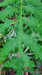 Cirsium subcoriaceum