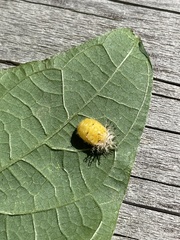 Epilachna varivestis