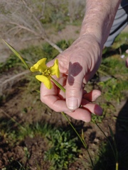 Moraea bellendenii