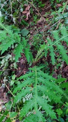 Cirsium subcoriaceum