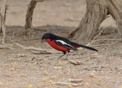 Laniarius atrococcineus