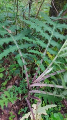 Cirsium subcoriaceum