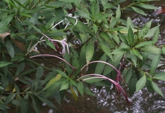Exostema longiflorum