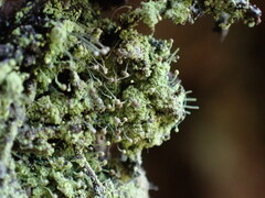 Chaenotheca furfuracea