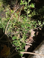 Ilex crenata