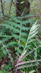 Cirsium subcoriaceum