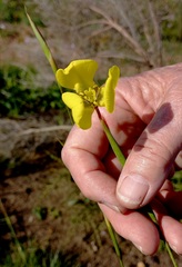 Moraea bellendenii