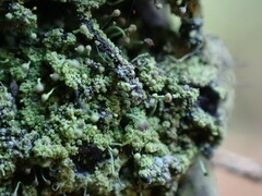 Chaenotheca furfuracea