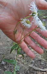 Erigeron formosissimus