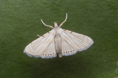 Musotiminae