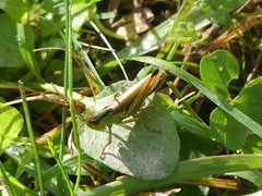 Pseudochorthippus montanus