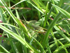 Pseudochorthippus montanus
