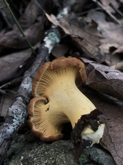 Cantharellus