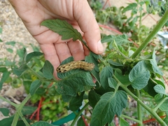 Spodoptera dolichos