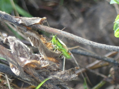 Euthystira brachyptera