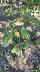 Carya texana