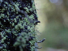 Chaenotheca furfuracea