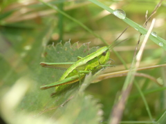 Euthystira brachyptera