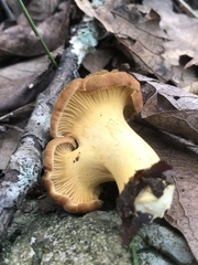 Cantharellus