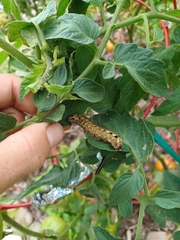 Spodoptera dolichos