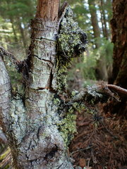 Chaenotheca furfuracea