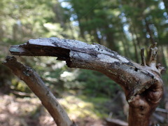 Caliciaceae