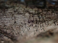 Caliciaceae