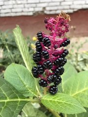 Phytolacca acinosa