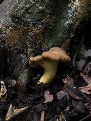 Cantharellus