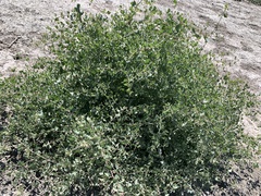 Atriplex lentiformis